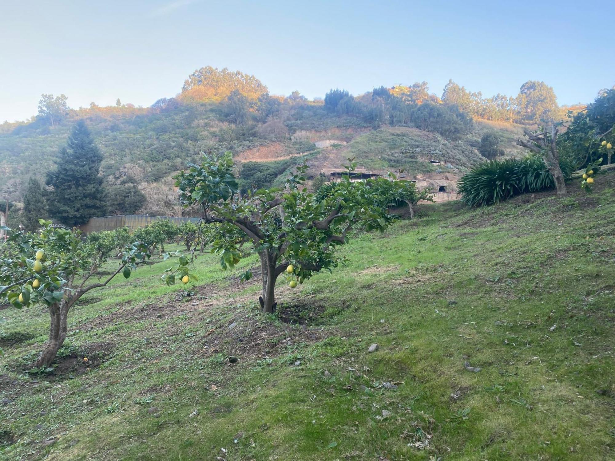 Finca Los Arcos Del Laurel Moya  Zewnętrze zdjęcie