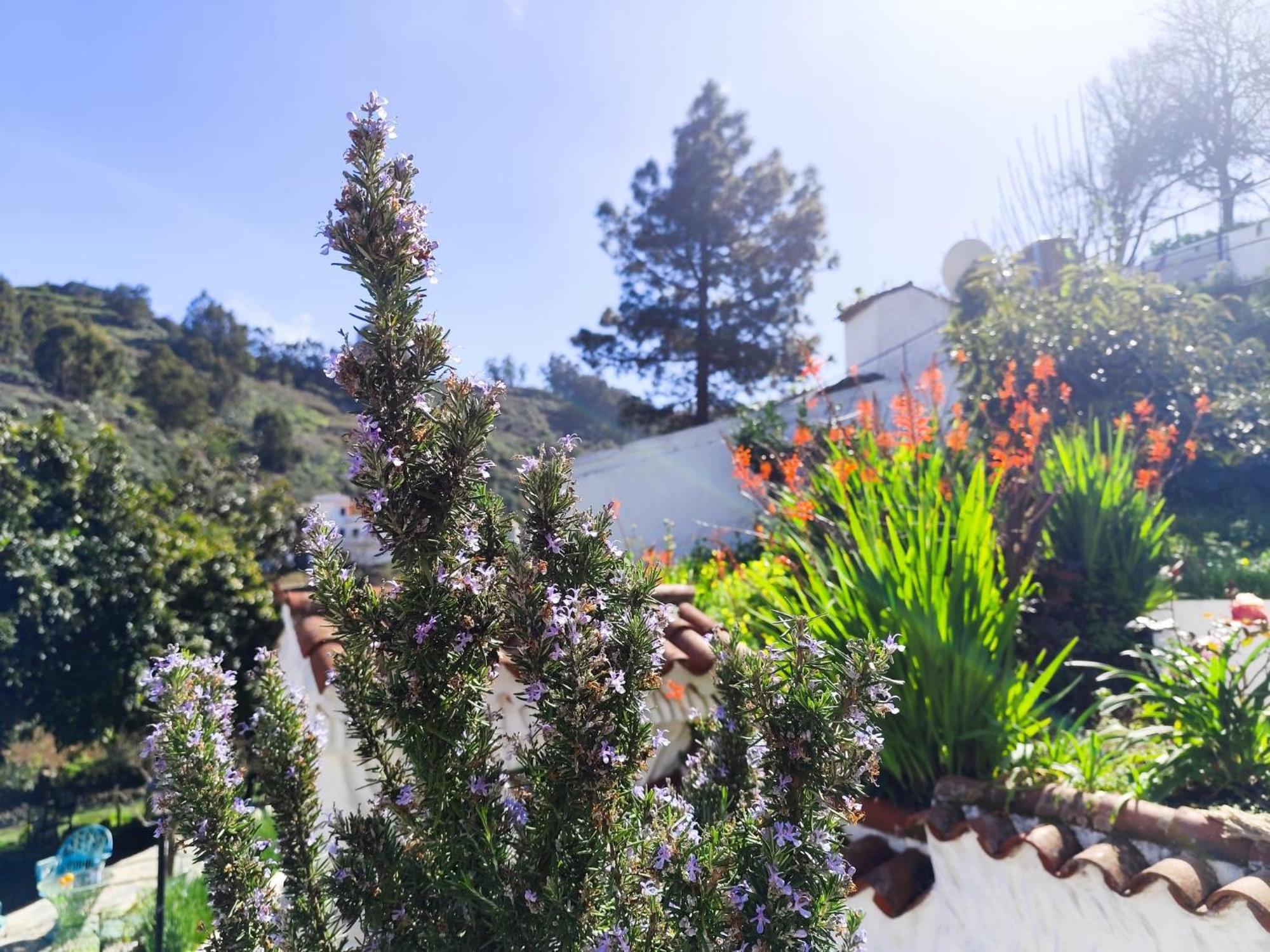 Finca Los Arcos Del Laurel Moya  Zewnętrze zdjęcie